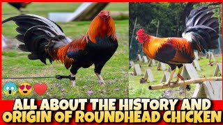 ALL ABOUT THE HISTORY AND ORIGIN OF ROUNDHEAD CHICKEN [upl. by Ahsiniuq]