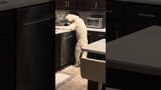 Dog Licks Leftover Food From Slow Cooker  1528418 [upl. by Neil342]