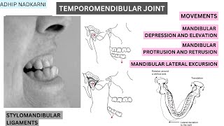 TEMPOROMANDIBULAR JOINT LIGAMENTS AND MOVEMENTS BIOMECHANICS Physiotherapy Tutorials [upl. by Garretson]