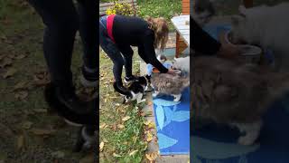 Cat Lady in Sundridge ontario [upl. by Toddy]