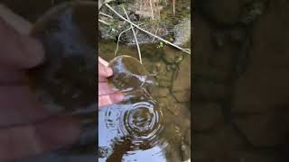 Baby Spiny Softshell Turtle in the Creek [upl. by Aniat901]