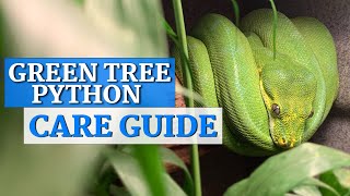 Green Tree Python InDepth Care Guide [upl. by Maibach]