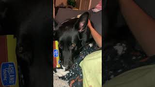 Sad Black German Shepherd Lap Dog 😭 Treat Bag He Brought Over Is Empty That Look👀 [upl. by Issirk]