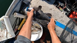 Fishing in the upper Narragansett bay in glass conditions [upl. by Inimak]