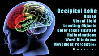 Traumatic Brain Injuries Effects of damage to different lobes of the brain [upl. by Noyahs]