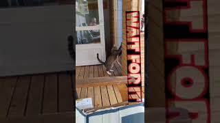 toyger funcatvideos [upl. by Hachmann]