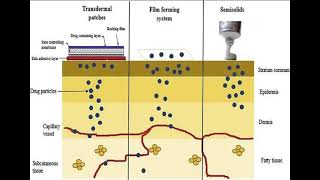 LEC 3 Target Sites in Topical and Transdermal Drug Delivery شرح بالعربي [upl. by Aro]