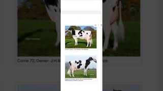 GForce bull of CRV  Part 2  Netherland  Chahal Dairy farm [upl. by Marjie]