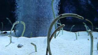 Spotted garden eel entwined Spotted garden eel 絡み合うチンアナゴ。 [upl. by Sherborn720]