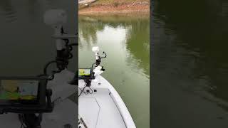 1000 shad beside the boat ramp and all we can catch is bluegill [upl. by Gamber777]