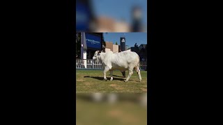 Feria Ganadera EXPOZEBU en Uberaba Brasil Campo Mundo del Campo [upl. by Tera]