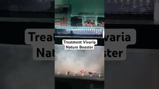 Treatment Vivaria Nature Booster 🔥ikan goldfish ikanhiasaquarium hobbyikanhias [upl. by Darrel]