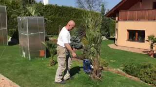 Palmy a Zahrady  Glasshouse Removal  Butia Eriospatha Palm  PART 2  Spring 2017 [upl. by Edra]