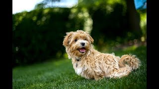 Maltipoo Facts  Puppies and Full Grown Dogs [upl. by Huggins]