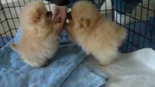 8 week old Pomeranian puppies [upl. by Thaddeus359]