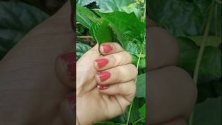 How to grow red hibiscus flower beautyful flower viral shorts 🌺🌺 [upl. by Einot]