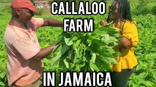 NUTRITIOUS JAMAICAN CALLALOO PRODUCT OF JAMAICA CALLALOO FARM IN JAMAICA [upl. by Yalcrab]