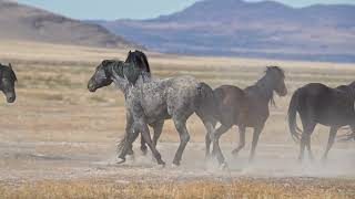 Running Horses Video • Wild Horses Running • Horse Video [upl. by Enyrat665]