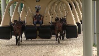 Is this the future of racehorse training [upl. by Ynahirb]