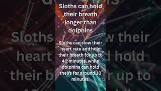 Sloths vs Dolphins [upl. by Nnairac]