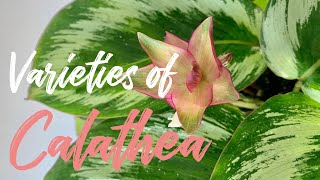 Varieties of Calathea [upl. by Lari]