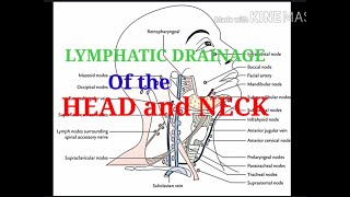 LYMPHATIC DRAINAGE of the HEAD AND NECK Made easy [upl. by Enalda]