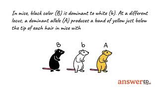 Understanding Mouse Coat Colors Through Dihybrid Cross Predictions [upl. by Saleme313]