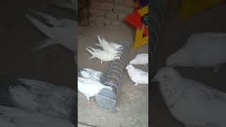 home made 🕊️pigeons feeding tray कबूतर को खाना खिलानेकी ट्रे [upl. by Guy216]