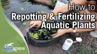 Repotting amp Fertilizing Aquatic Plants [upl. by Bent589]