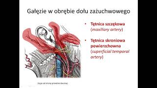 Tętnica szyjna zewnętrzna cz II wstęp [upl. by Anaitak329]