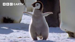 Best Penguin Moments  BBC Earth [upl. by Euqnimod]