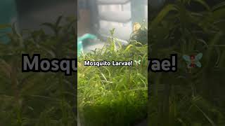 Mosquito Larvae in My Nano Tank fishtank nanotank aquascape mosquito [upl. by Silirama268]