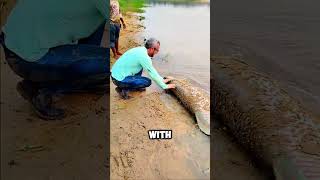 Heroic Moment Fishermen Push Stranded Fish Back to the Water 🐟💦 shorts [upl. by Rosenbaum]