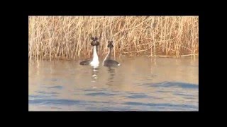 Parades amoureuses du Grèbe huppé Podiceps cristatus [upl. by Marta]