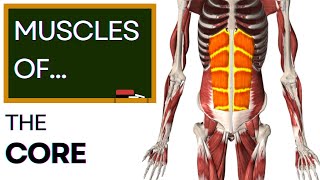 Muscles of the The Core  Learn Anatomy [upl. by Ddart]