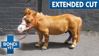 Horse Born With Dwarfism Gets Giant Teeth Removed 😨  Bondi Vet Extended Cuts [upl. by Eydie255]