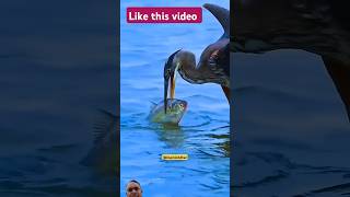 Bird fishing 🦦🦦 birds qurantilawatbeautifulrecitation nature beautifulrectitation beautiful [upl. by Fadas]