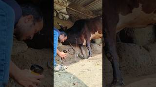 Direct IV cannulation in jugular vein and calcium borogluconate infusion in a cow [upl. by Spike319]