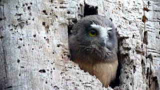 Northern Sawwhet Owl chicks Point Lobos Caliofrnia [upl. by Magavern]