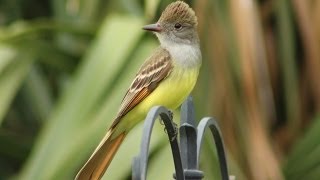 Great Crested Flycatcher Calls  Up Close [upl. by Mariann309]