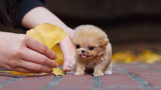 Adorable teacup maltipoo for sale ｜ Miniteacuppuppy Shorts [upl. by Delamare]