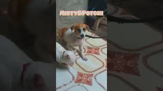 Dog amp Cat Making convo Knowing Each Other in First move quotPoChiquotdog Meet quotMistyquotcat dog cat [upl. by Sivrad927]