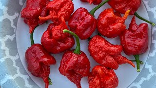 Eating 13 Carolina Reapers off stressed plants for maximum heat cravingcapsaicin carolinareaper [upl. by Seek927]