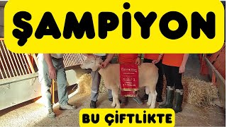 ŞAMPİYON FRANCE KOÇLARIN ÇİFTLİĞİ Has Koyunculuk Ile De France [upl. by Annahc]