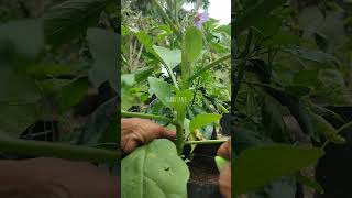 Cara pruning terong berkebun dikebun gardening tanamterong [upl. by Nosmas]