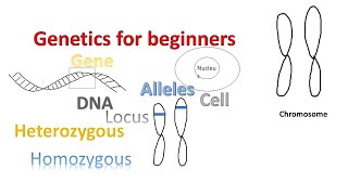 Genetics for beginners  Genes Alleles Loci on Chromosomes [upl. by Vardon]