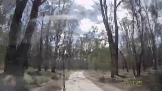 Barmah State Forest [upl. by Eronel]