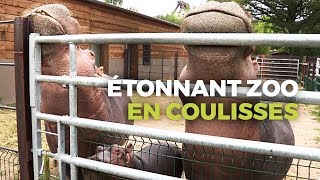 Zoo de PAL  Dans les Coulisses du Zoo le plus étonnant de France [upl. by Pallaten253]