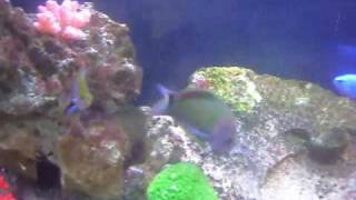 reef tank damsels  lunar wrasse  fish only and fake corals [upl. by Damalus755]