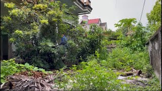 Eyecatching transformation of an abandoned house with overgrown trees Unexpected results [upl. by Imoian]